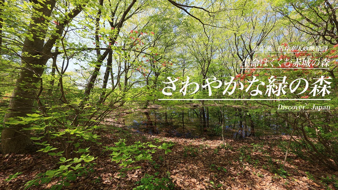 さわやかな緑の森・　生命はぐくむ赤城の森・赤城自然園・森林セラピー基地