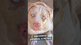 Machinho Arsenal X Petra