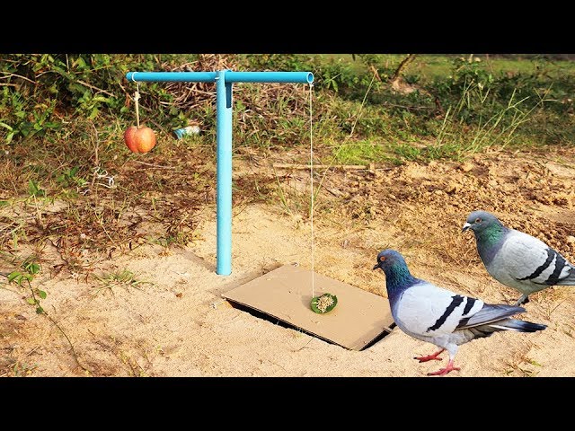 Easy Bird Trap Using Blue Pipe Cardboard and a Apple Fruit 