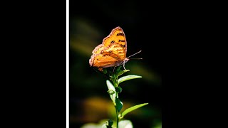 Surah Nisa | Surah An-Nisa | सूरह अन-निसा | 004 | سورۃ النساء | Abdullah Al-Khalaf