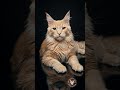 Sarı Maine Coon #mainecoonturk #mcocattery #mainecoontürkiye