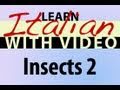 Learn Italian with Video - Insects 2