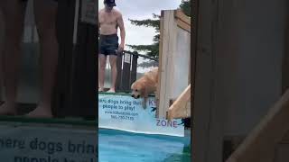 Puppy Goes From Scared To Confident Dock Diving