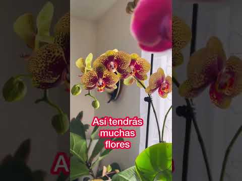 Video: Regar plantas de orquídeas - Aprende cómo y cuándo regar una orquídea