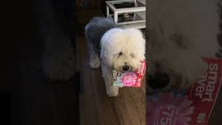 Old English sheepdog loves the chasing game