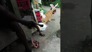 Funny Dog Dance Part 64