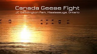 Canada Geese Fight