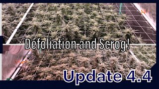 Update 4.4 | Med Flower - Defoliation