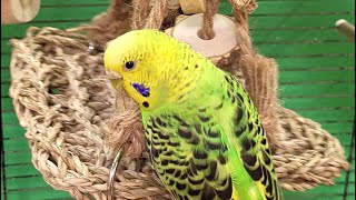 9 hours of budgie sounds for relaxation