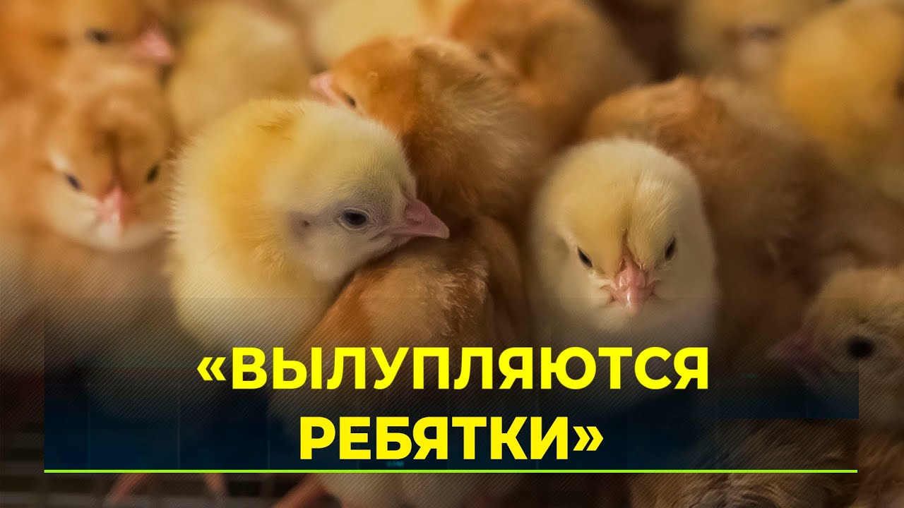 К началу июня уже вылупились птенцы