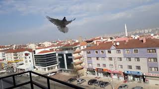 Download lagu Güvercin uçurma part 1 Güvercin uçurma part 1