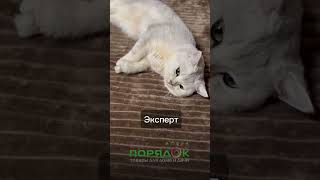 Эксперты рекомендуют))) #скидки #плед #порядок