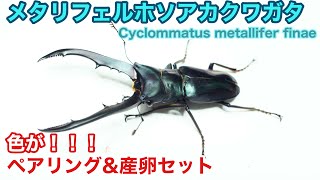 アフリカ 部族 滑車型 神具 GH37 黒塗十二間筋兜『龍頭』納期3週間 - サムライストア