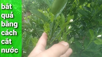 bắt quả quất cảnh bằng cách cắt nước hiệu quả thật bất ngờ