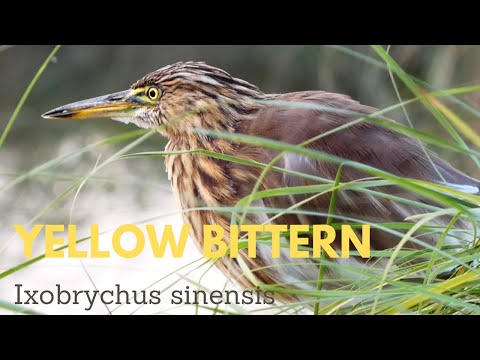 Yellow bittern (Ixobrychus