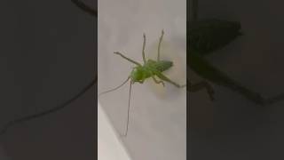 G.Gratiosa Day9 840660 5mm #dance #song #speedsong #exoticpets #insects #pet #bug #hemolymph