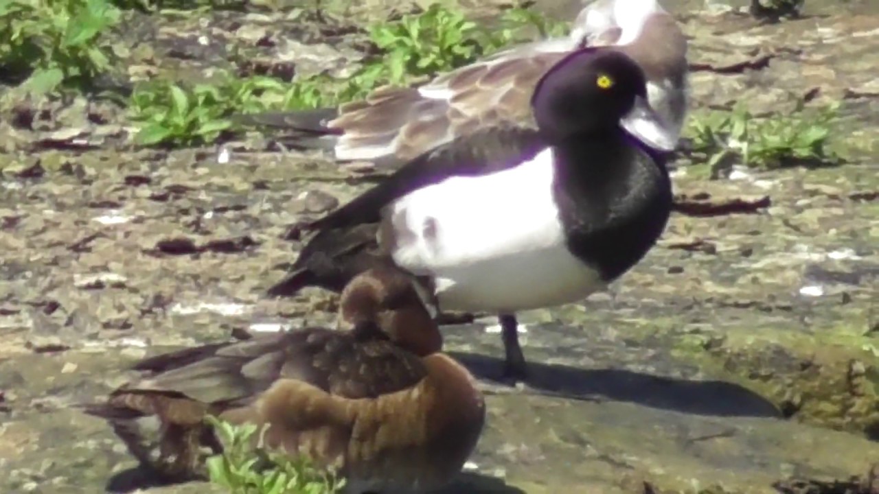 pair of words list Tufted Duck Pair Couple Male Female Aythya fuligula Birds UK
