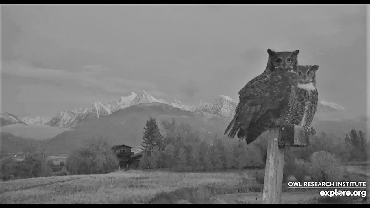 Great horned Owls singing a duet at Charlo 2019 11 11 22 23 50 969 YouTube