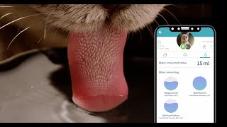 The Felaqua water bowl that tells you how much your cats are drinking screenshot 5