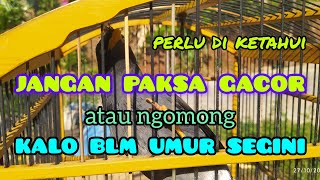 Download Lagu minimal umur jalak mulai gacor. MP3