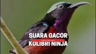 SUARA PIKAT KOLIBRI NINJA RIBUT
