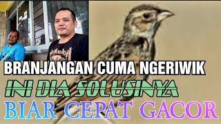 TIPS PERAWATAN BRANJANGAN NGERIWIK BIAR CEPET GACOR PLONG