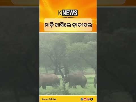 ପଦ୍ମପୁର: ମାଡ଼ି ଆସିଲେ ହାତୀପଲ #knewsodisha
