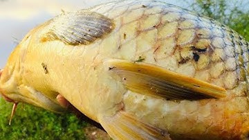 Câu cá chép , cá rô phi đầu mùa mưa