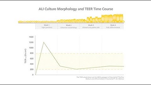 Correlating TEER Values with Air-Liquid Interface Culture Morphology