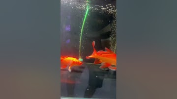 Mụn đuôi ở cá chép sư tử- cách điều trị