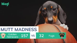 Mutt Madness Starts 3.21.22 | Wag! by Wag! Dog Walking 77 views 2 years ago 30 seconds