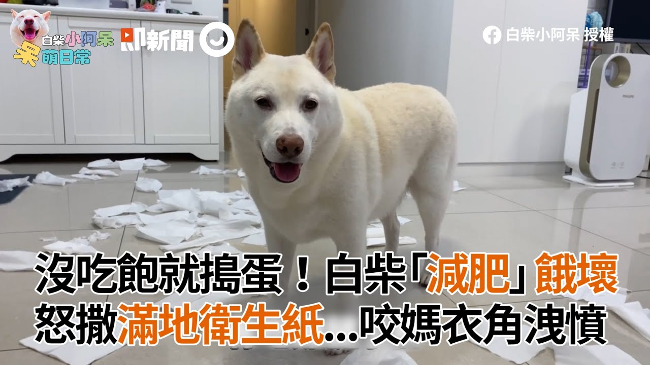 沒吃飽就搗蛋 白柴 減肥 餓壞撒滿地衛生紙咬媽衣角洩憤 寵物 狗 破壞王 Youtube 沒吃飽就搗蛋 白柴 減肥 餓壞撒滿地衛生紙咬媽衣角洩憤 寵物 狗 破壞王 Youtube