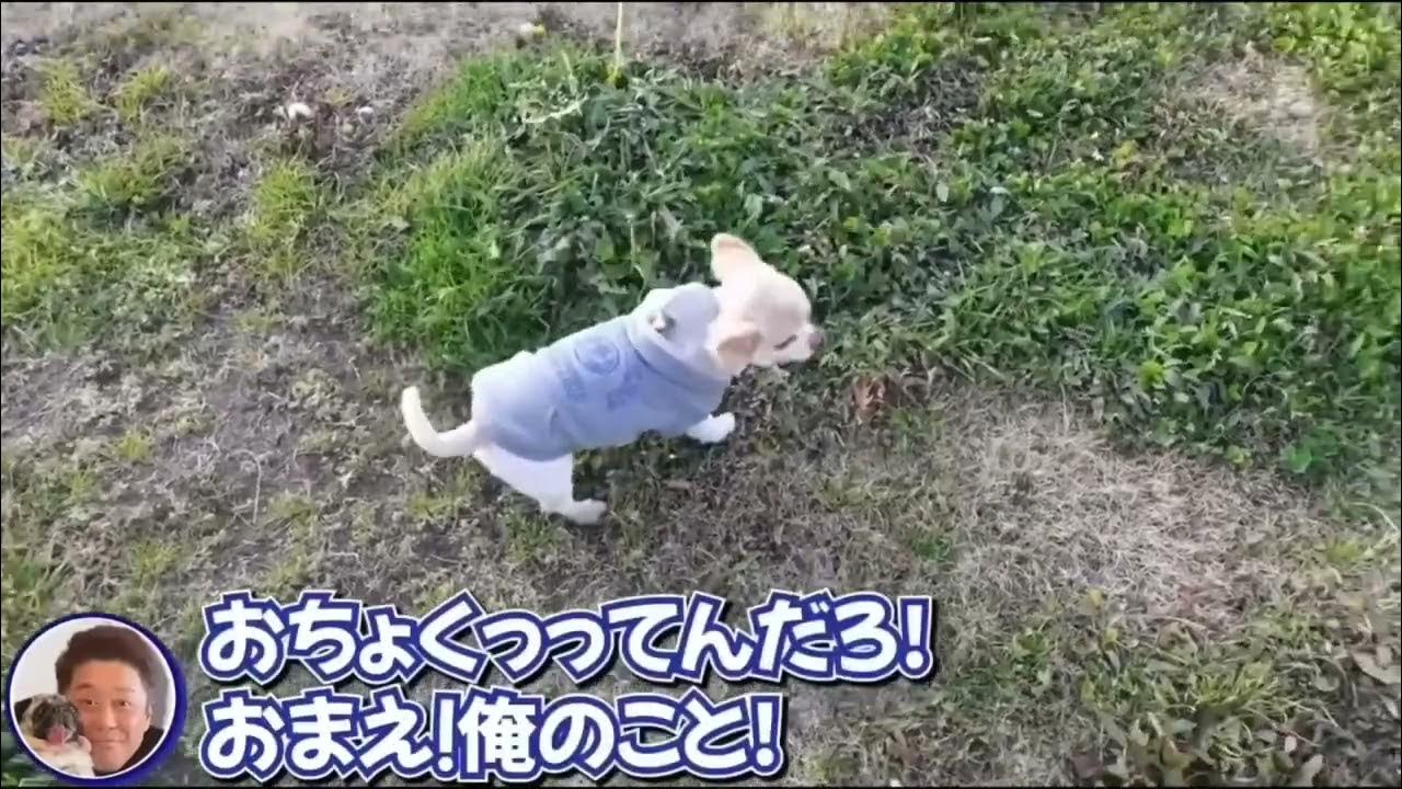 【究極の可愛さ】フーたんのゴロンゴロン YouTube