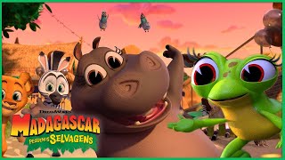 Glória Aprende Uma Lição Muito Importante Dreamworks Madagascar Em Português