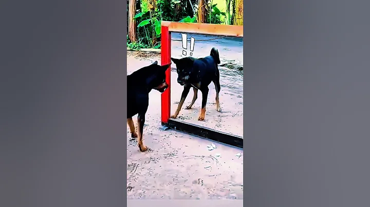 funny video dogs 🤣🤣🤣🤣#funny #funnyshorts #funnycomedy #funnyvideos #funnydogsvideos