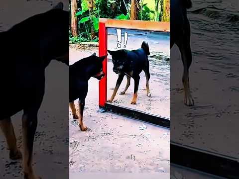 funny video dogs