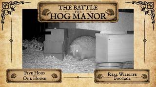 HOG MANOR - 9th & 10th June #hedgehog #hedgehoglove #hedgehogsofinstagram #hedgehogs #hedgehoglife