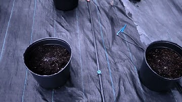 Cách trồng cúc mâm xôi Tết 2025 phần 1 - xử lý nấm bệnh trước khi trồng