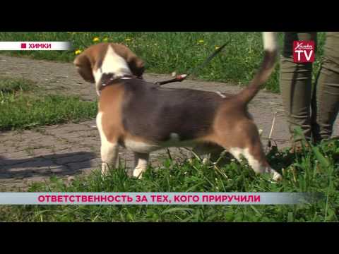 Владельцев собак обязали надеть на питомцев намордники