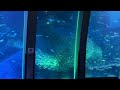 ARIA The PARADISO スーパーイワシイリュージョン ARIA Ver 八景島シーパラダイス 