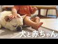 【犬と赤ちゃん】１歳児がフレブルを手懐けてすぎて可愛いwwww【フレブル フレンチブルドッグ】