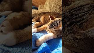 Pusha the cat sleeps sweetly #кошкапуша #cat #красиваякошка #kitty #котик #sleep #gn