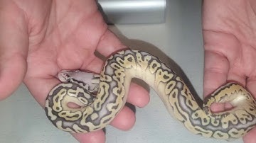Ball Python clutch #13 of 2019 update video