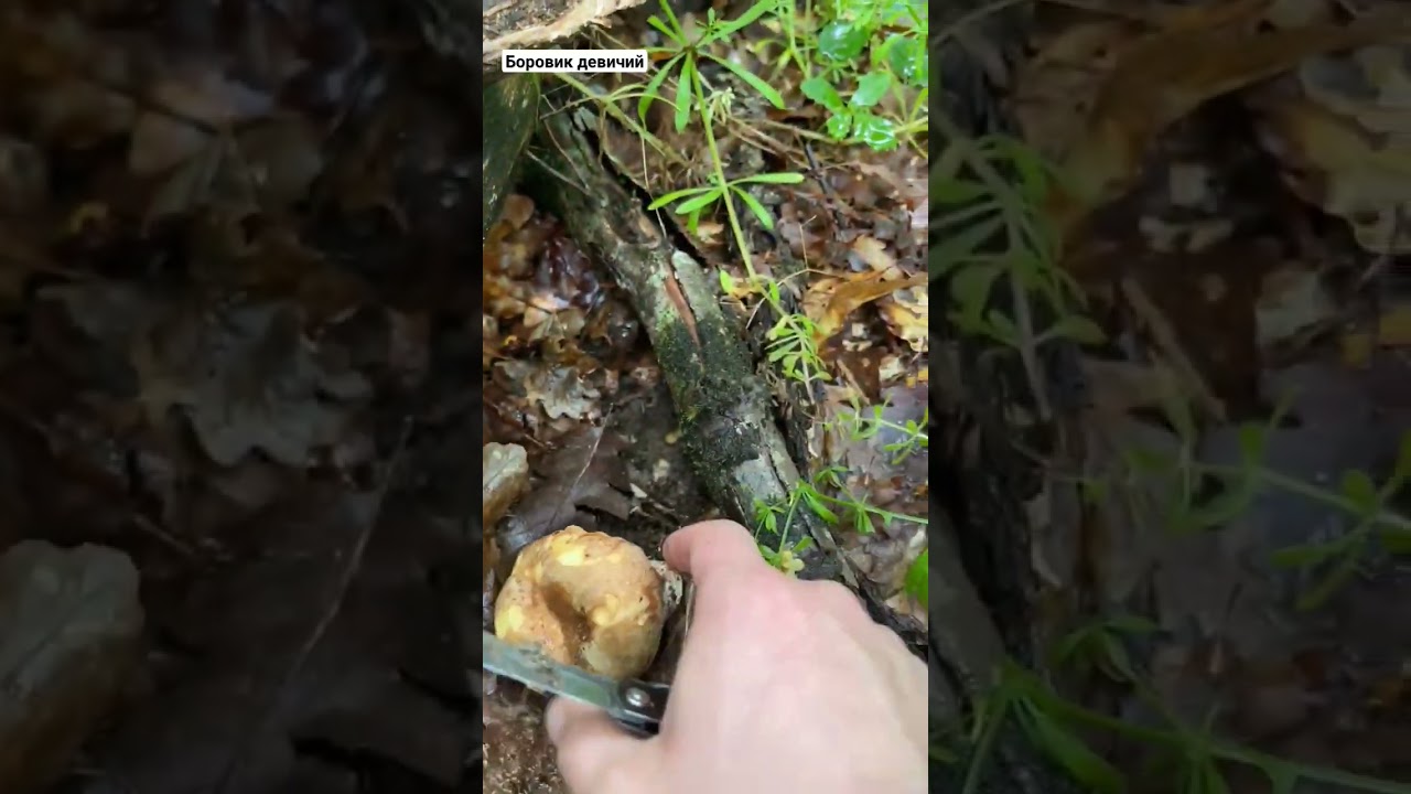 Один из рода Болетовых. Боровик девичий. Butyriboletus appendiculatus.Boletaceae. Borovik de niña
