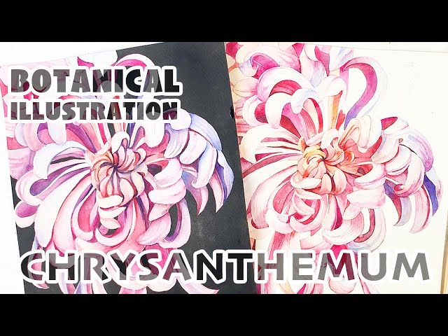 Botanical illustration. Lesson 5. Chrysanthemum