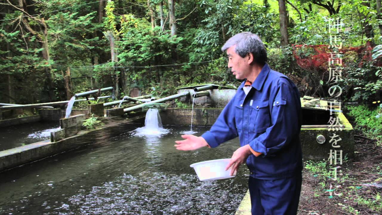 辻野 養魚 場