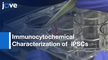 Immunocytochemical Characterization of  iPSCs in Serum-free Conditions | Protocol Preview