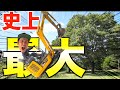 【史上最大】植木（ケヤキ）ガチ掘りしました