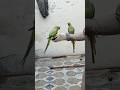 #parrot 🦜🦜🦜🦜#viralvideo #foryou #parrot #birds #parrotcolor #kabutarandekabdetehain