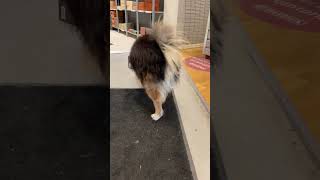 Собака пытается достать корм. #dog #dogs #dogshorts #funny #funnyvideo #shortvideo #shorts